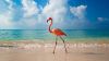 dominican republic