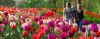 Luftner Cruises Keukenhof_