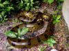 anaconda