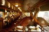 Maharajas Express Train India