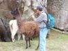 Machu Picchu - Llamas at the Machu Picchu ruins