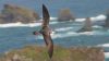norfolk island oceania