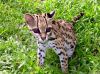 ocelot