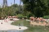 Caribbean Flamingo