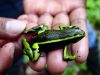 Poison Arrow Frog