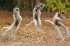 madagascar