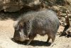 Chacoan Peccary