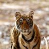 Ranthambore National Park