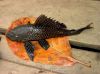 Walking Catfish