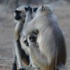 Ranthambore National Park