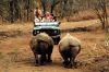 Mkhaya Reserve