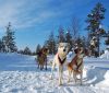 ������� / ���� (Kuusamo / Ruka)