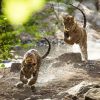 Ranthambore National Park