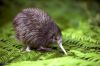 New Zealand